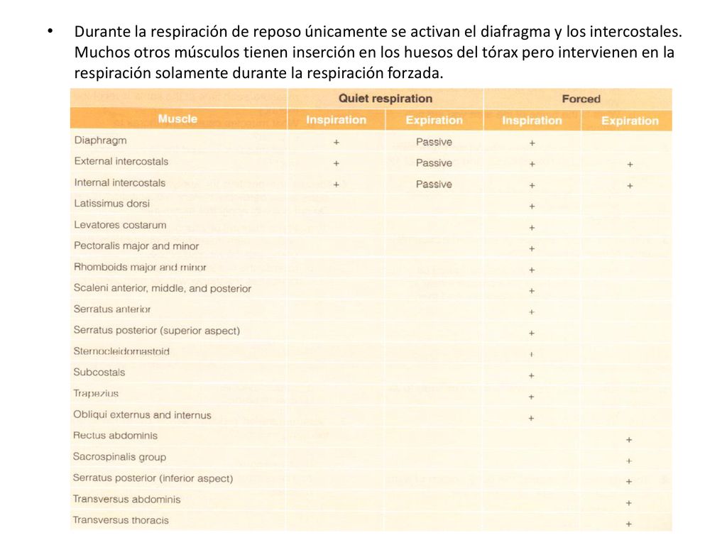 Durante la respiración de reposo únicamente se activan el diafragma y los intercostales.