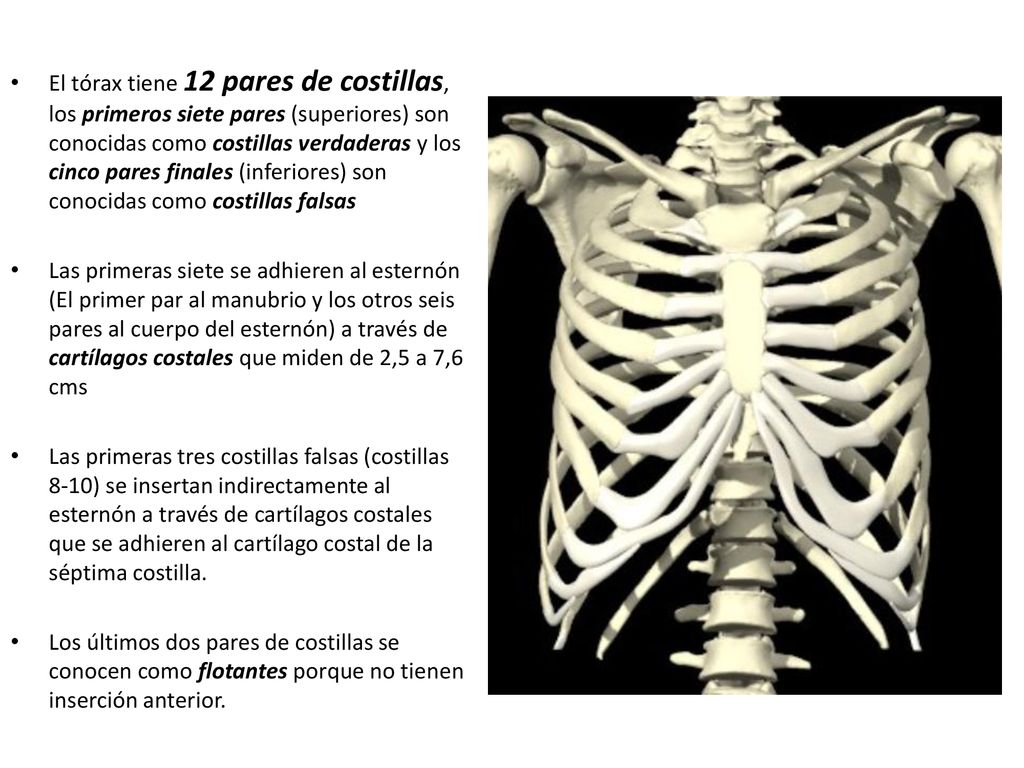 El tórax tiene 12 pares de costillas, los primeros siete pares (superiores) son conocidas como costillas verdaderas y los cinco pares finales (inferiores) son conocidas como costillas falsas