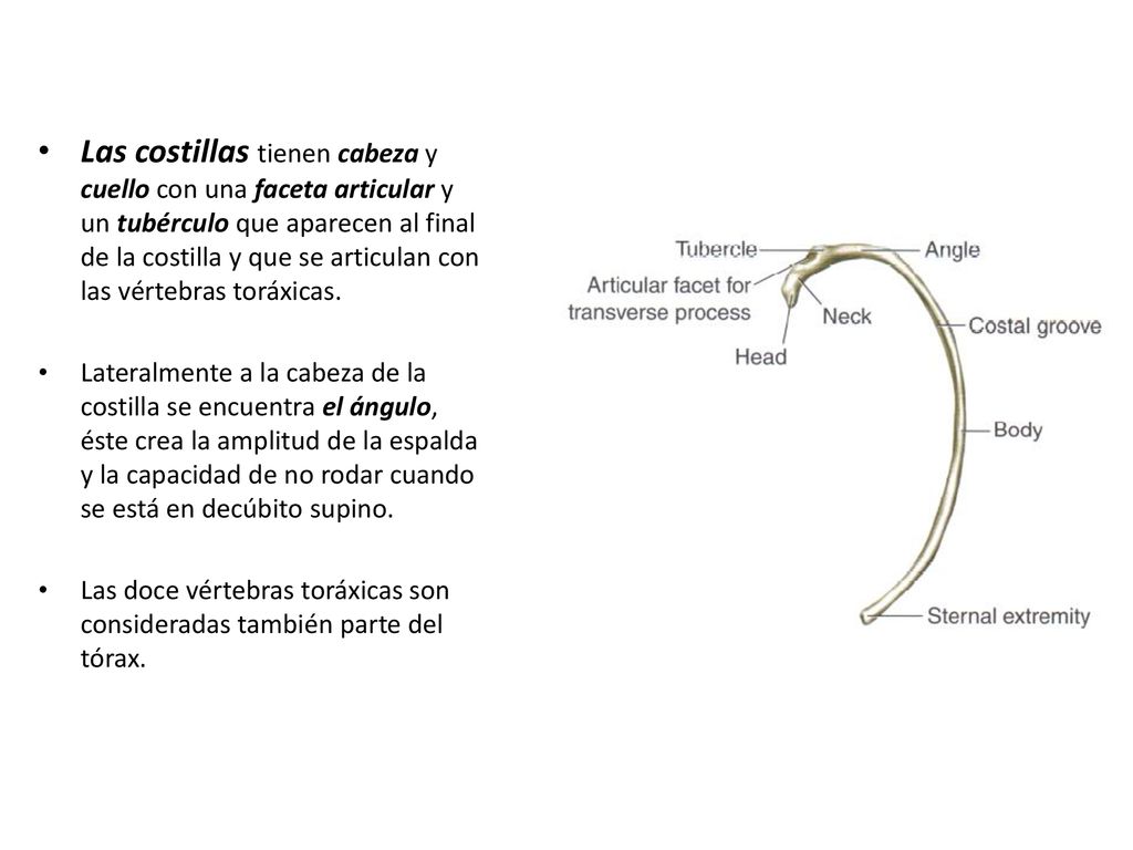 Las costillas tienen cabeza y cuello con una faceta articular y un tubérculo que aparecen al final de la costilla y que se articulan con las vértebras toráxicas.