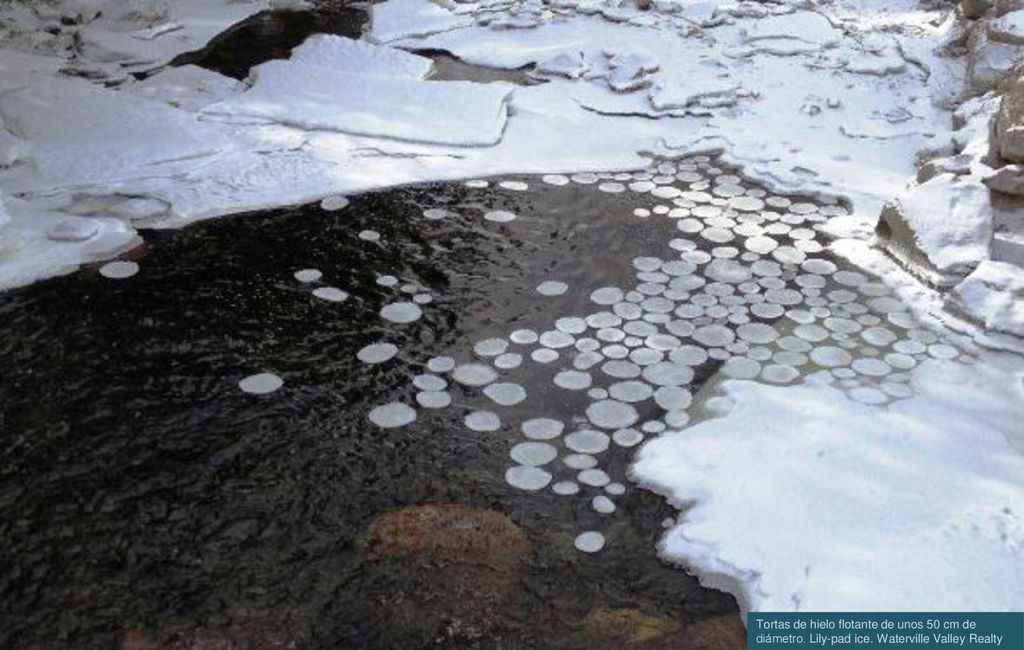 Tortas de hielo flotante de unos 50 cm de diámetro. Lily-pad ice