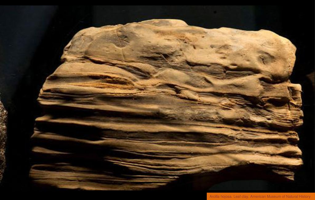 Arcilla hojosa. Leaf clay. American Museum of Natural History