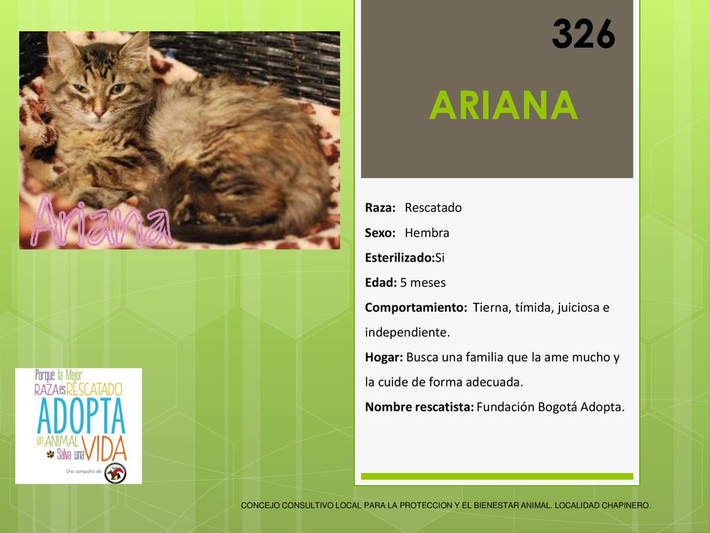 326 ARIANA Raza: Rescatado Sexo: Hembra Esterilizado:Si Edad: 5 meses