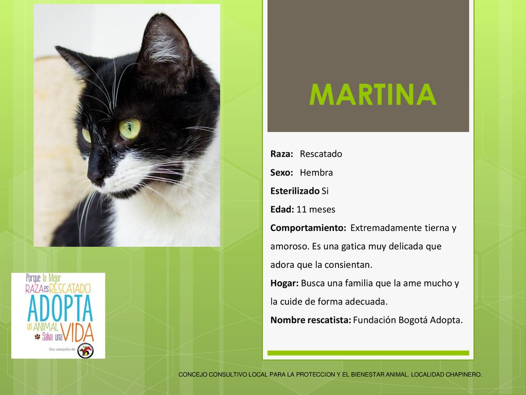 MARTINA Raza: Rescatado Sexo: Hembra Esterilizado Si Edad: 11 meses