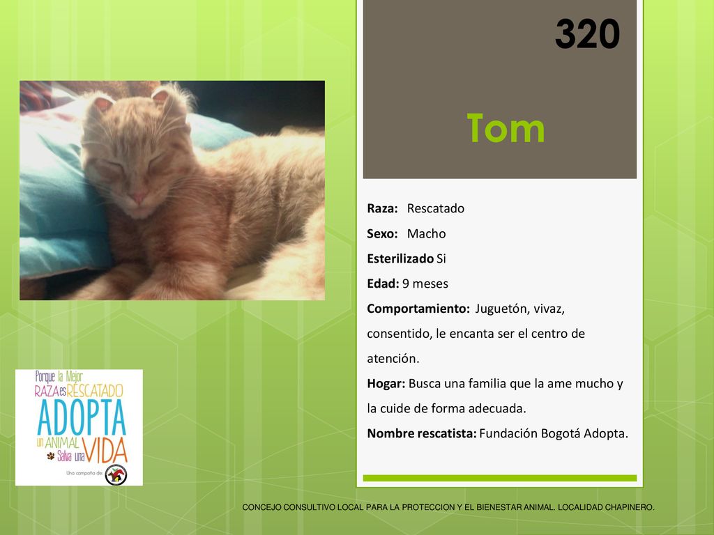 320 Tom Raza: Rescatado Sexo: Macho Esterilizado Si Edad: 9 meses