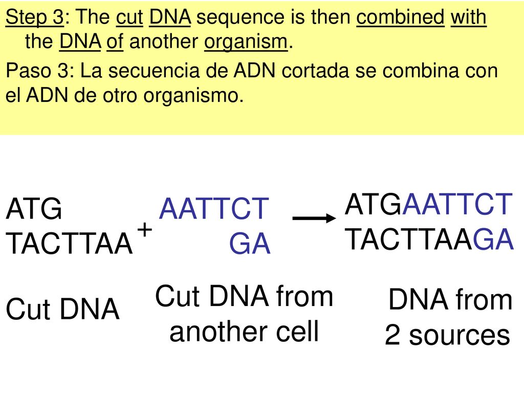 ATGAATTCT TACTTAAGA ATG AATTCT TACTTAA GA + Cut DNA from another cell