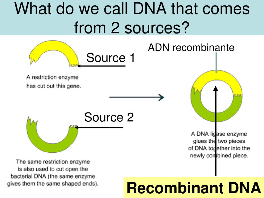 What do we call DNA that comes from 2 sources
