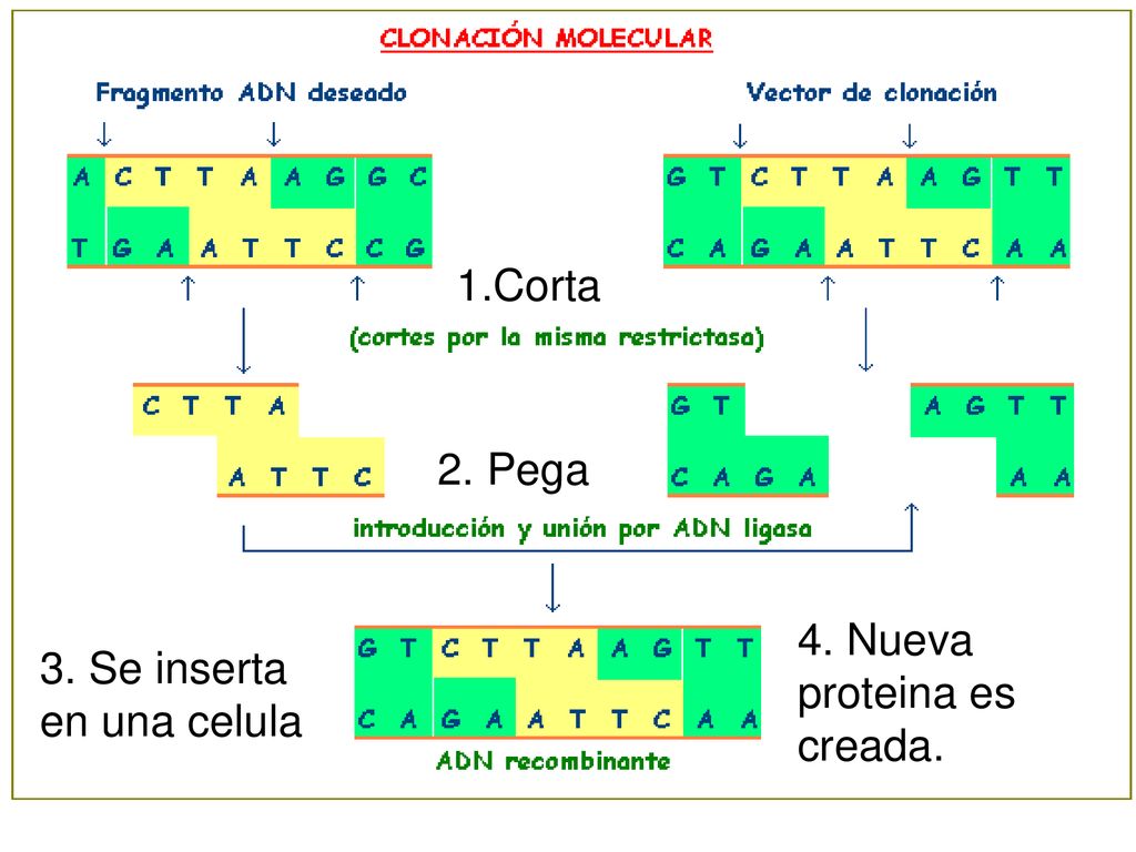 1.Corta 2. Pega 4. Nueva proteina es creada. 3. Se inserta en una celula
