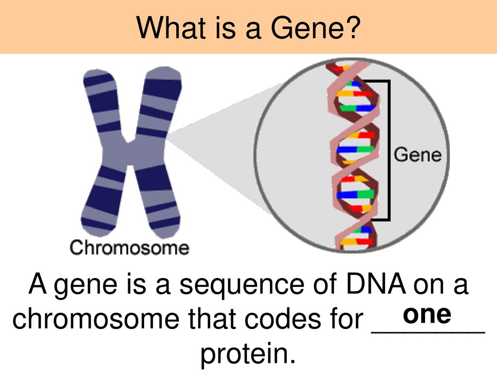 What is a Gene A gene is a sequence of DNA on a chromosome that codes for _______ protein. one
