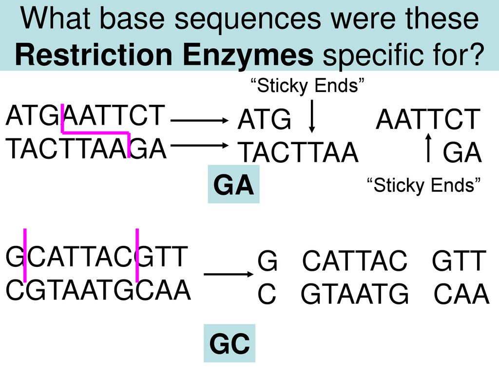 What base sequences were these Restriction Enzymes specific for