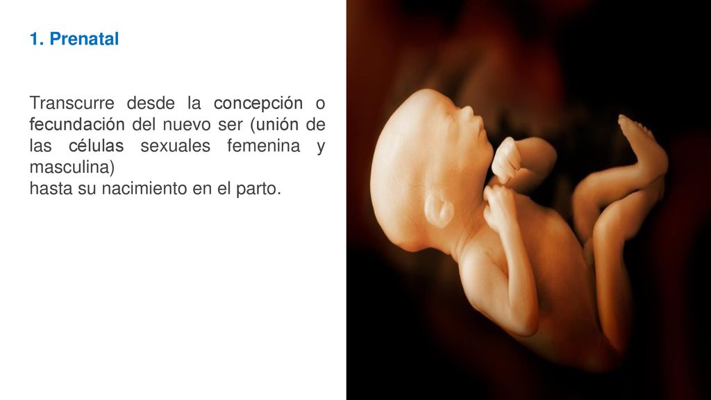 1. Prenatal Transcurre desde la concepción o fecundación del nuevo ser (unión de las células sexuales femenina y masculina)