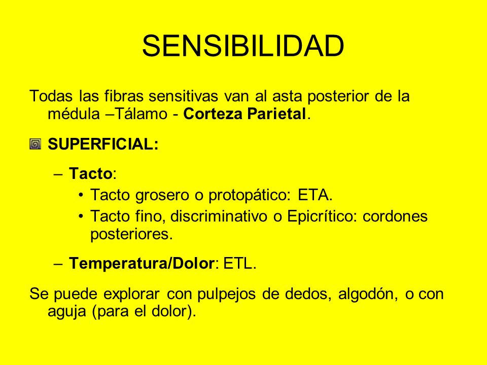SENSIBILIDAD Todas las fibras sensitivas van al asta posterior de la médula –Tálamo - Corteza Parietal.