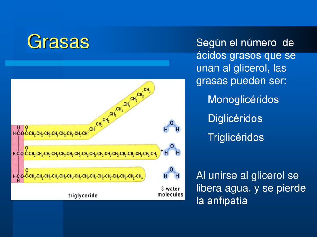 Grasas Según el número de ácidos grasos que se unan al glicerol, las grasas pueden ser: Monoglicéridos.