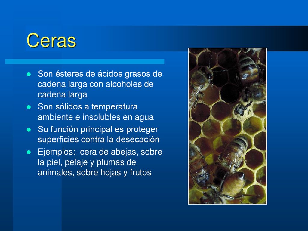 Ceras Son ésteres de ácidos grasos de cadena larga con alcoholes de cadena larga. Son sólidos a temperatura ambiente e insolubles en agua.