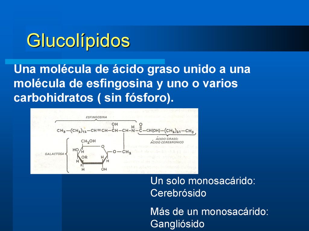 Glucolípidos Una molécula de ácido graso unido a una molécula de esfingosina y uno o varios carbohidratos ( sin fósforo).