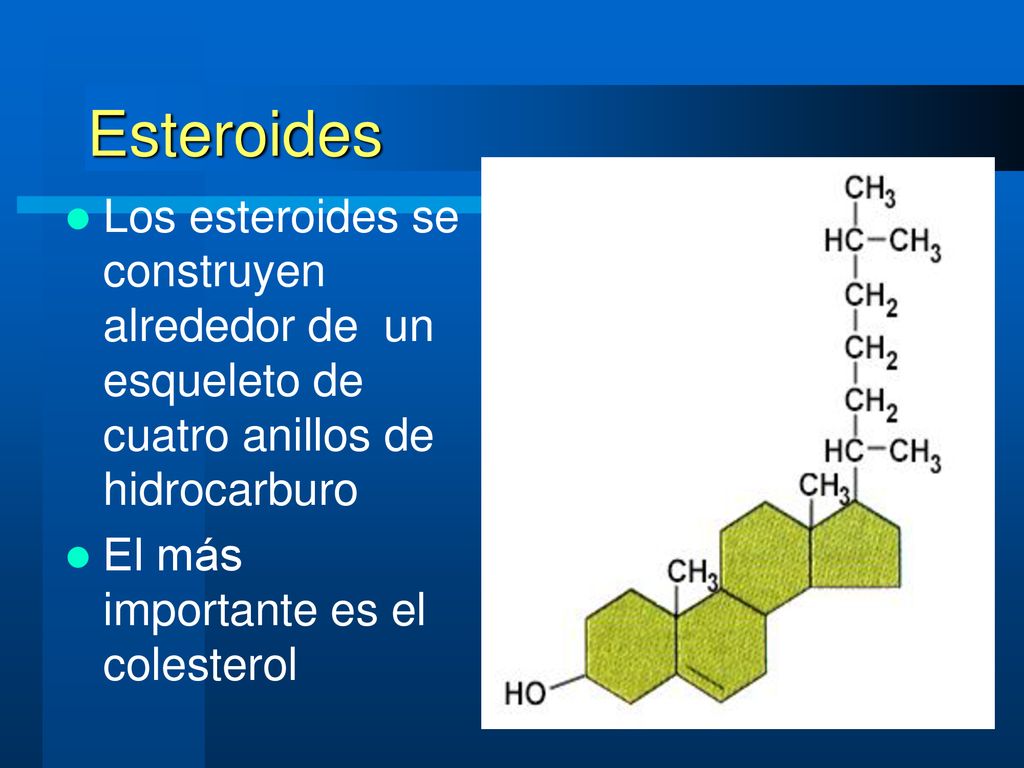 Esteroides Los esteroides se construyen alrededor de un esqueleto de cuatro anillos de hidrocarburo.