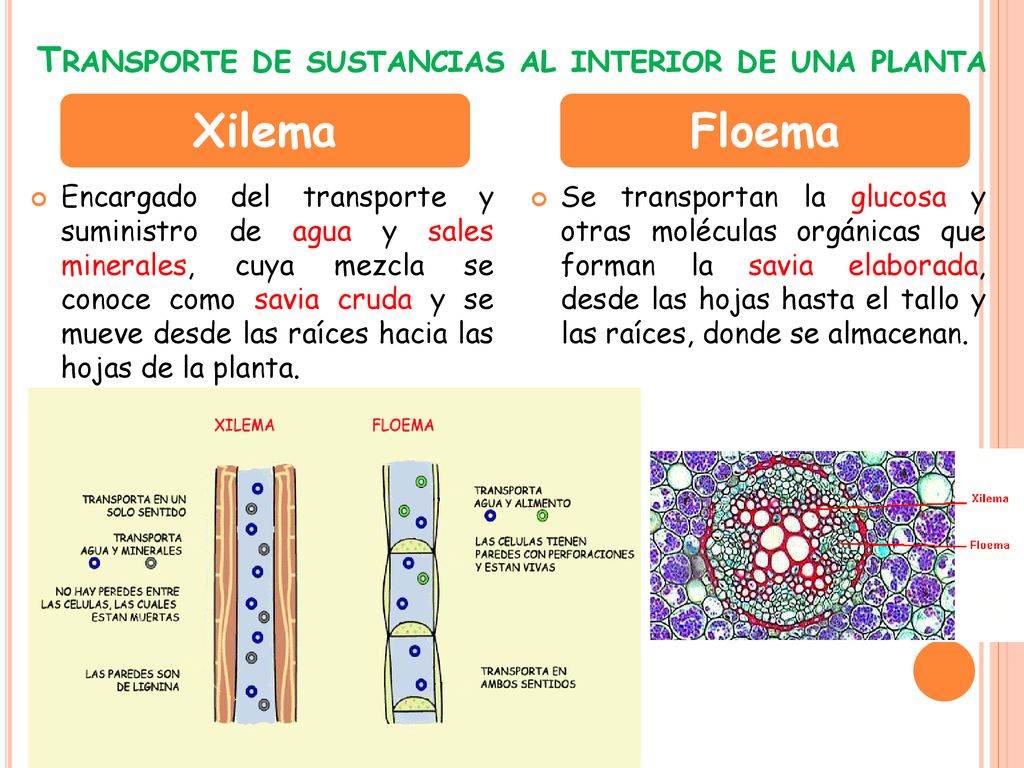 Transporte de sustancias al interior de una planta