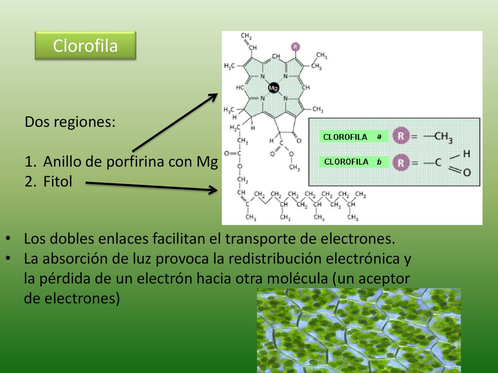 Clorofila Dos regiones: Anillo de porfirina con Mg Fitol
