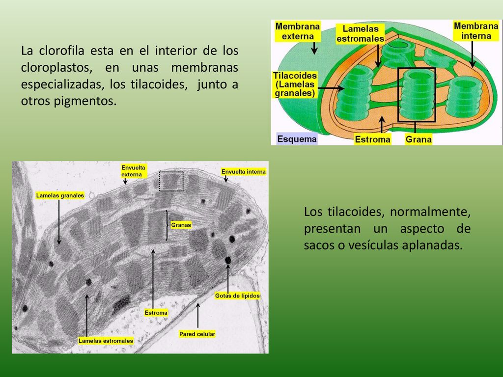 La clorofila esta en el interior de los cloroplastos, en unas membranas especializadas, los tilacoides, junto a otros pigmentos.