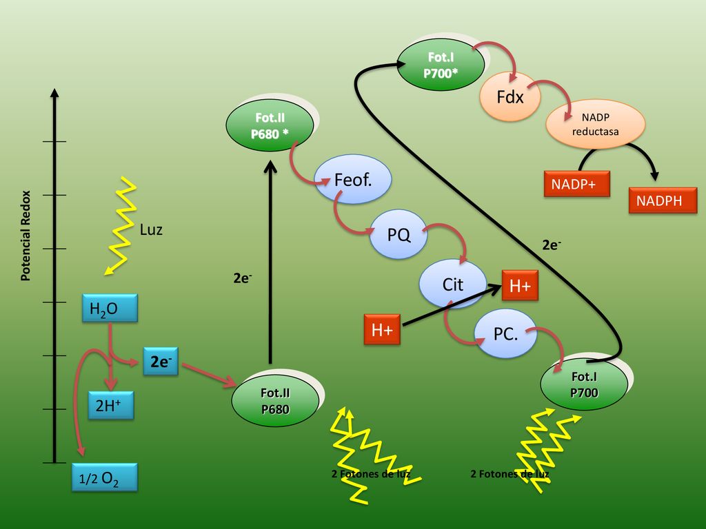 Fdx Feof. PQ Cit H+ H+ PC. Luz H2O 2e- 2H+ NADP+ NADPH 2e- 2e- Fot.I