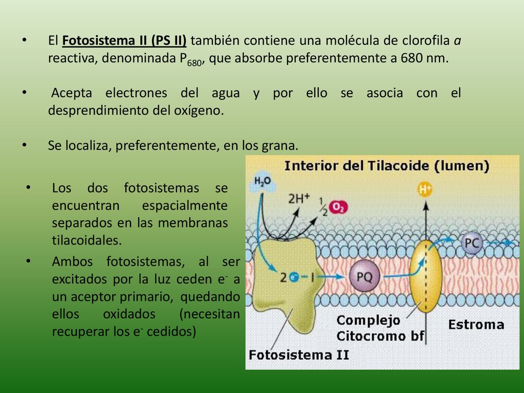 El Fotosistema II (PS II) también contiene una molécula de clorofila a reactiva, denominada P680, que absorbe preferentemente a 680 nm.