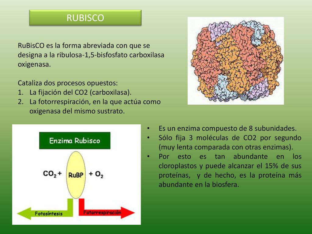RUBISCO RuBisCO es la forma abreviada con que se designa a la ribulosa-1,5-bisfosfato carboxilasa oxigenasa.