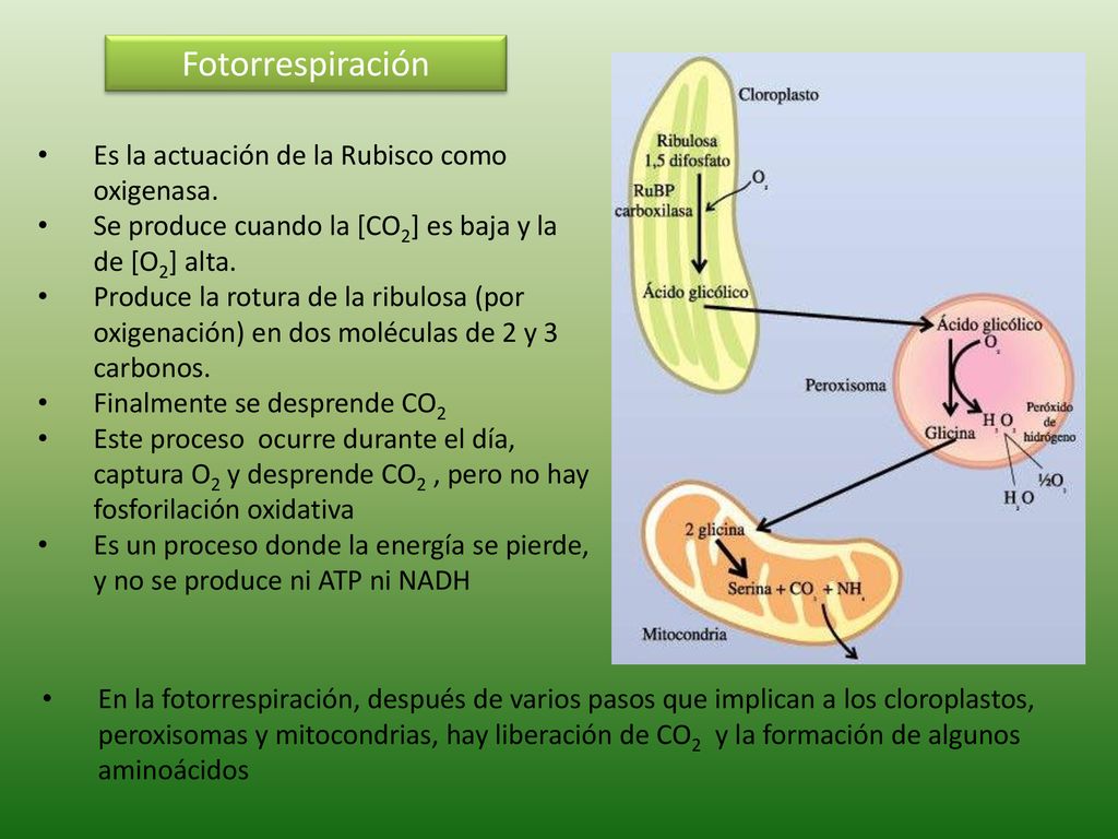 Fotorrespiración Es la actuación de la Rubisco como oxigenasa.