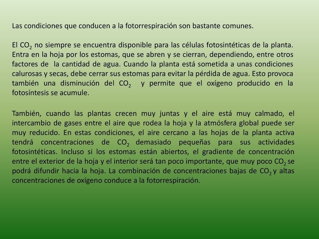 Las condiciones que conducen a la fotorrespiración son bastante comunes.