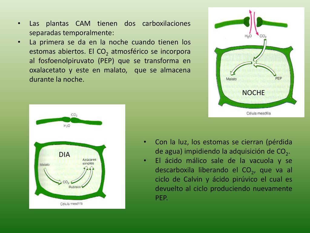 NOCHE Las plantas CAM tienen dos carboxilaciones separadas temporalmente: