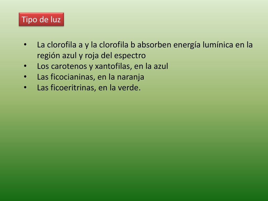 Tipo de luz La clorofila a y la clorofila b absorben energía lumínica en la región azul y roja del espectro.