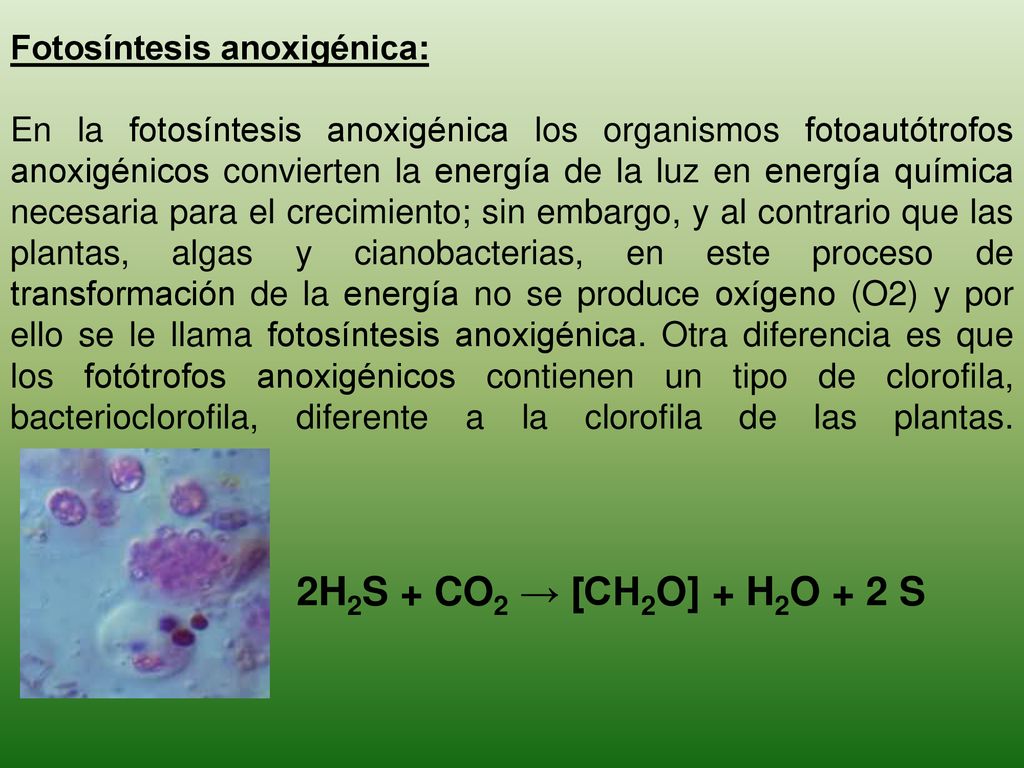 2H2S + CO2 → [CH2O] + H2O + 2 S Fotosíntesis anoxigénica: