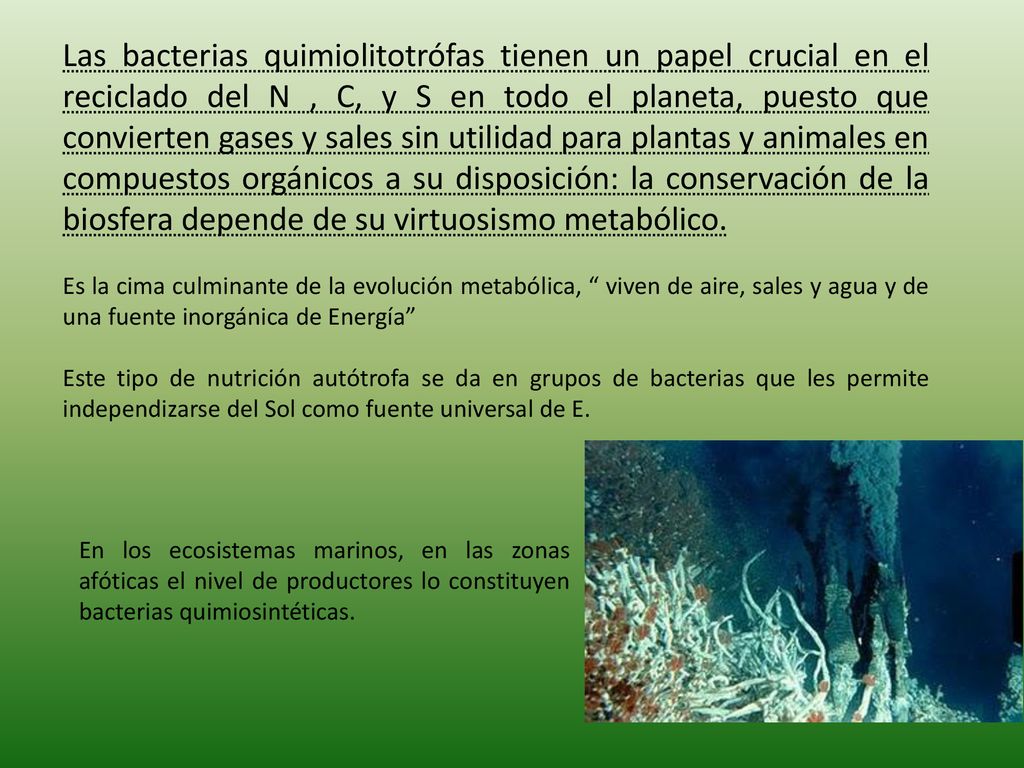 Las bacterias quimiolitotrófas tienen un papel crucial en el reciclado del N , C, y S en todo el planeta, puesto que convierten gases y sales sin utilidad para plantas y animales en compuestos orgánicos a su disposición: la conservación de la biosfera depende de su virtuosismo metabólico.