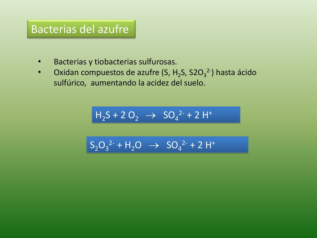 Bacterias del azufre H2S + 2 O2  SO H+