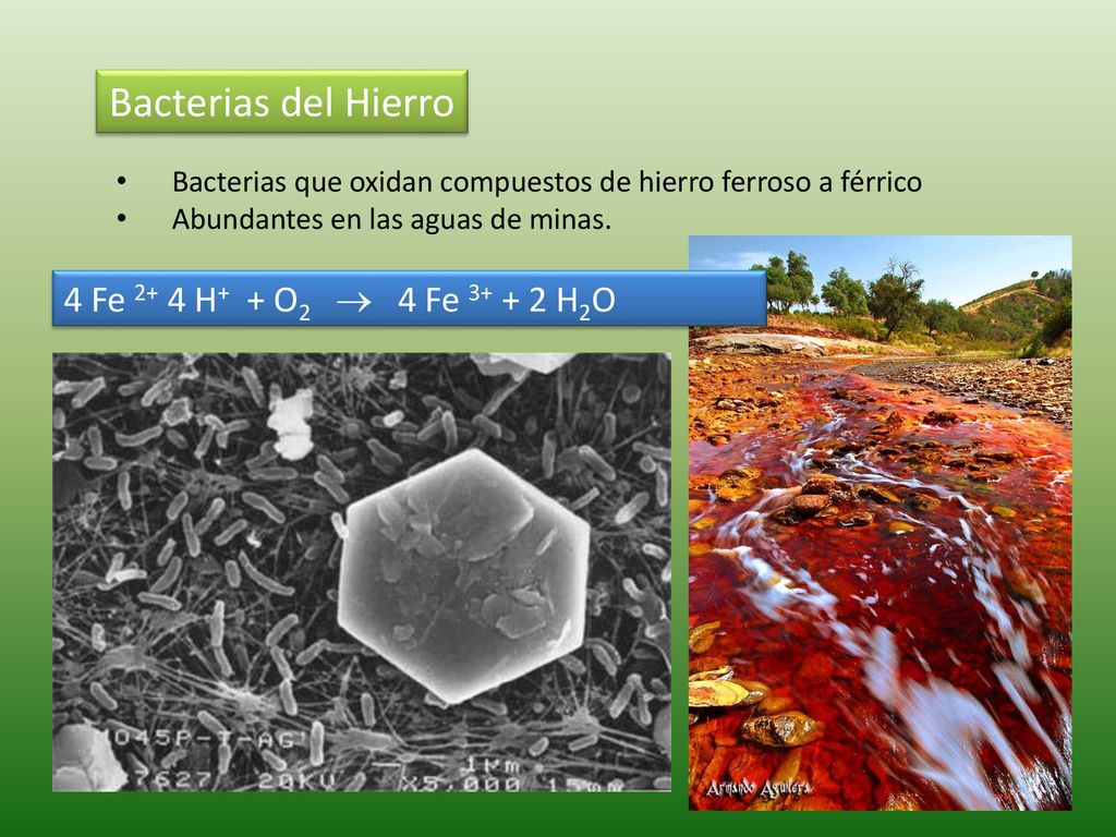 Bacterias del Hierro 4 Fe 2+ 4 H+ + O2  4 Fe H2O