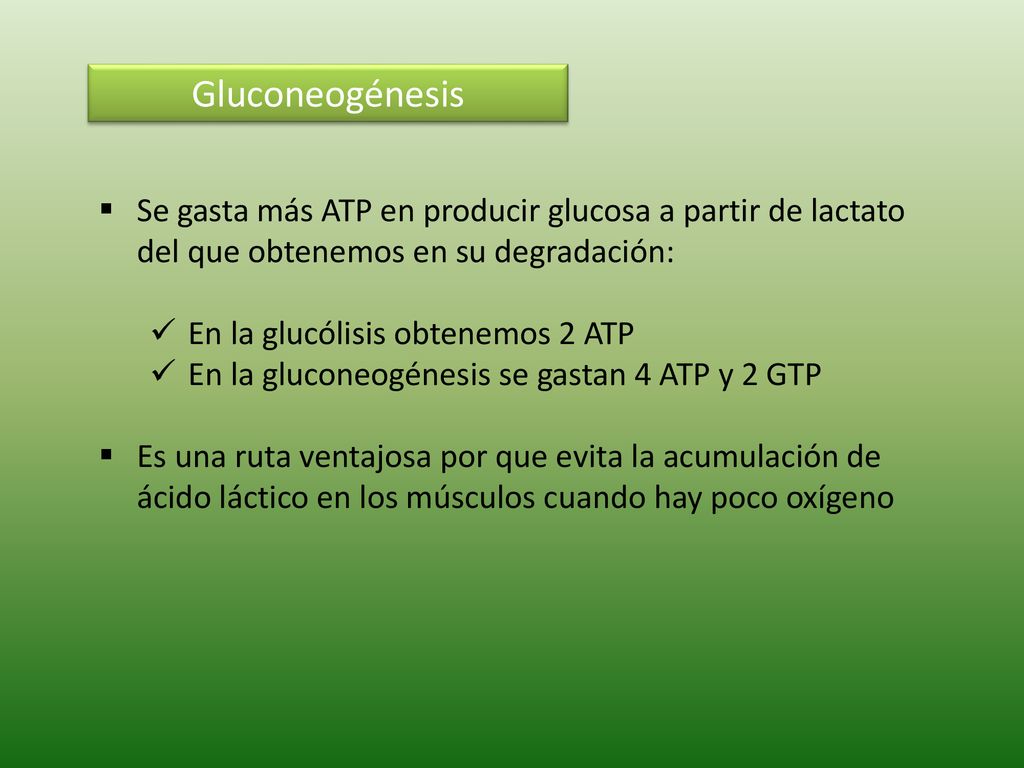 Gluconeogénesis Se gasta más ATP en producir glucosa a partir de lactato del que obtenemos en su degradación: