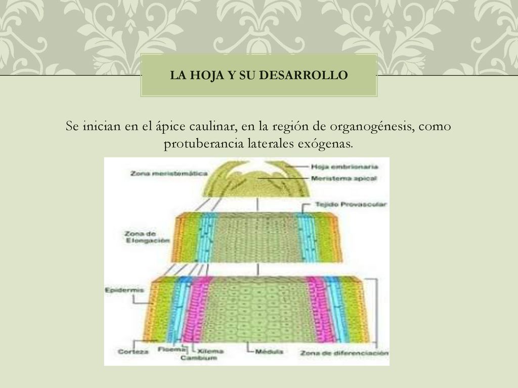 La hoja y su desarrollo Se inician en el ápice caulinar, en la región de organogénesis, como protuberancia laterales exógenas.