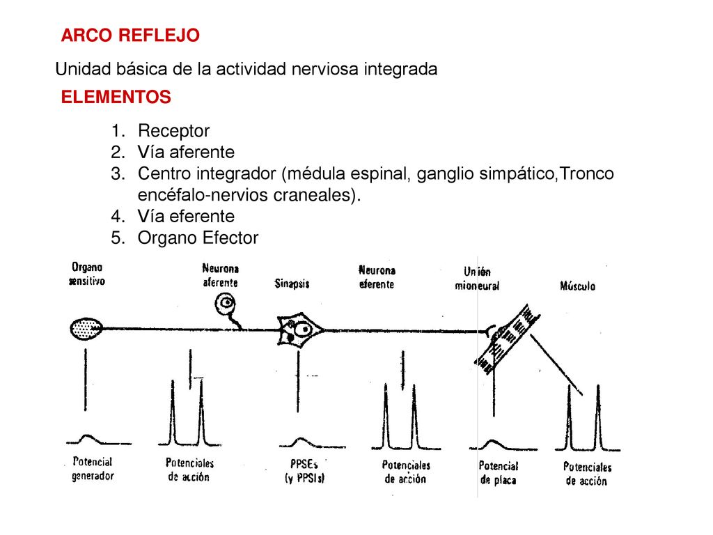 ARCO REFLEJO Unidad básica de la actividad nerviosa integrada. ELEMENTOS. Receptor. Vía aferente.