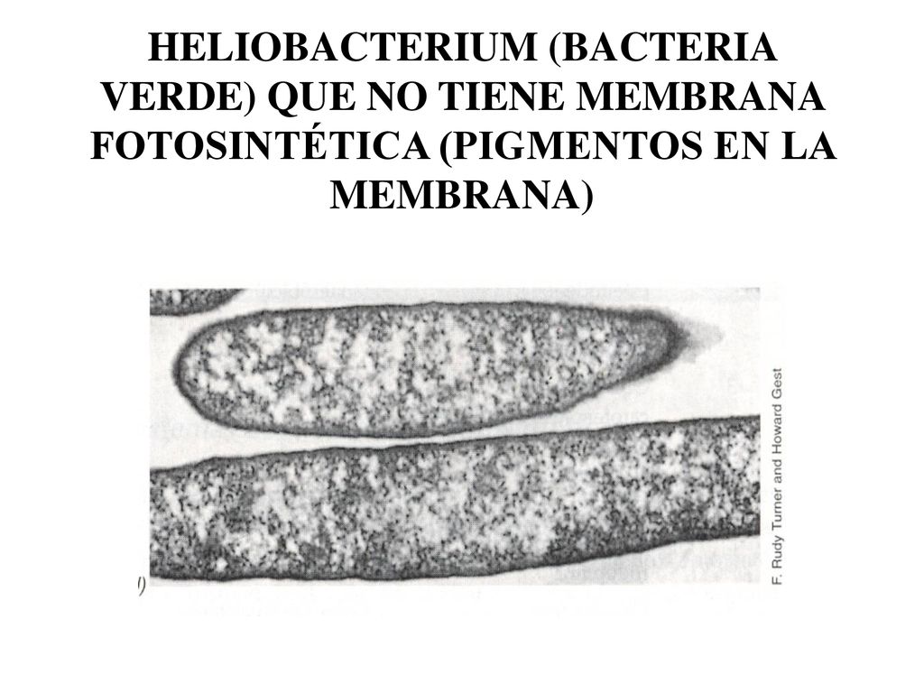 HELIOBACTERIUM (BACTERIA VERDE) QUE NO TIENE MEMBRANA FOTOSINTÉTICA (PIGMENTOS EN LA MEMBRANA)