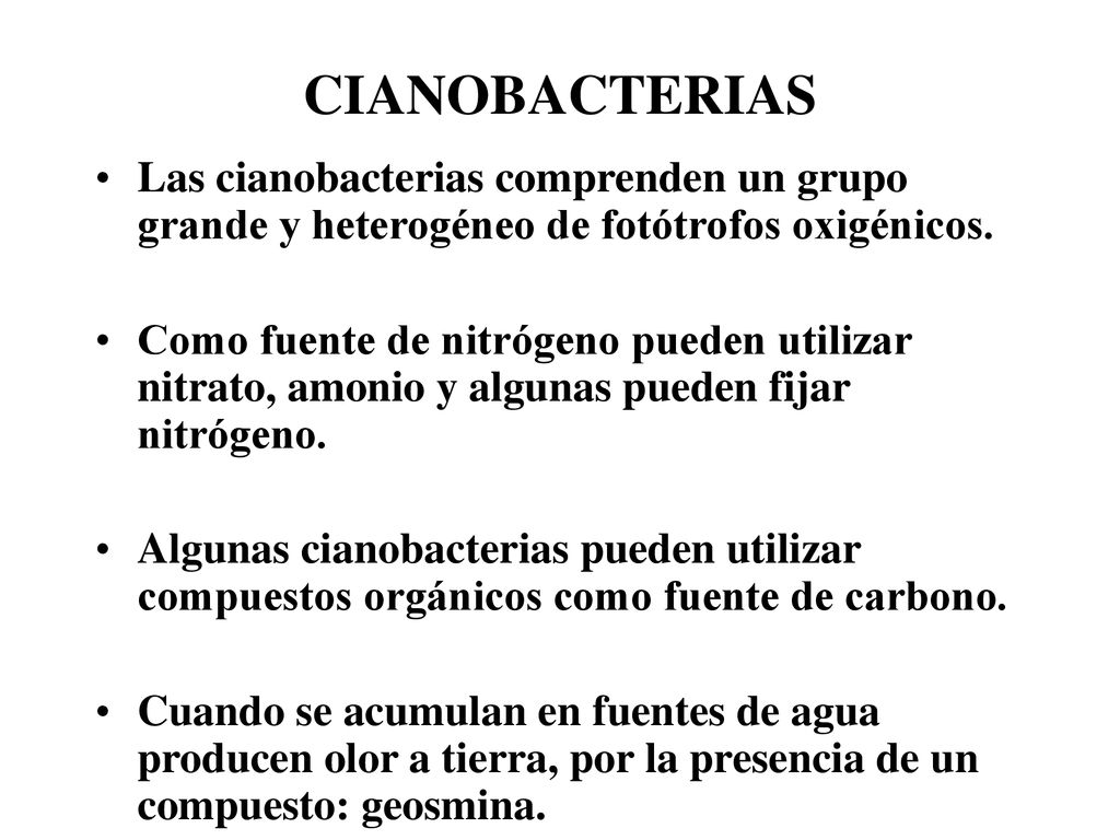 CIANOBACTERIAS Las cianobacterias comprenden un grupo grande y heterogéneo de fotótrofos oxigénicos.
