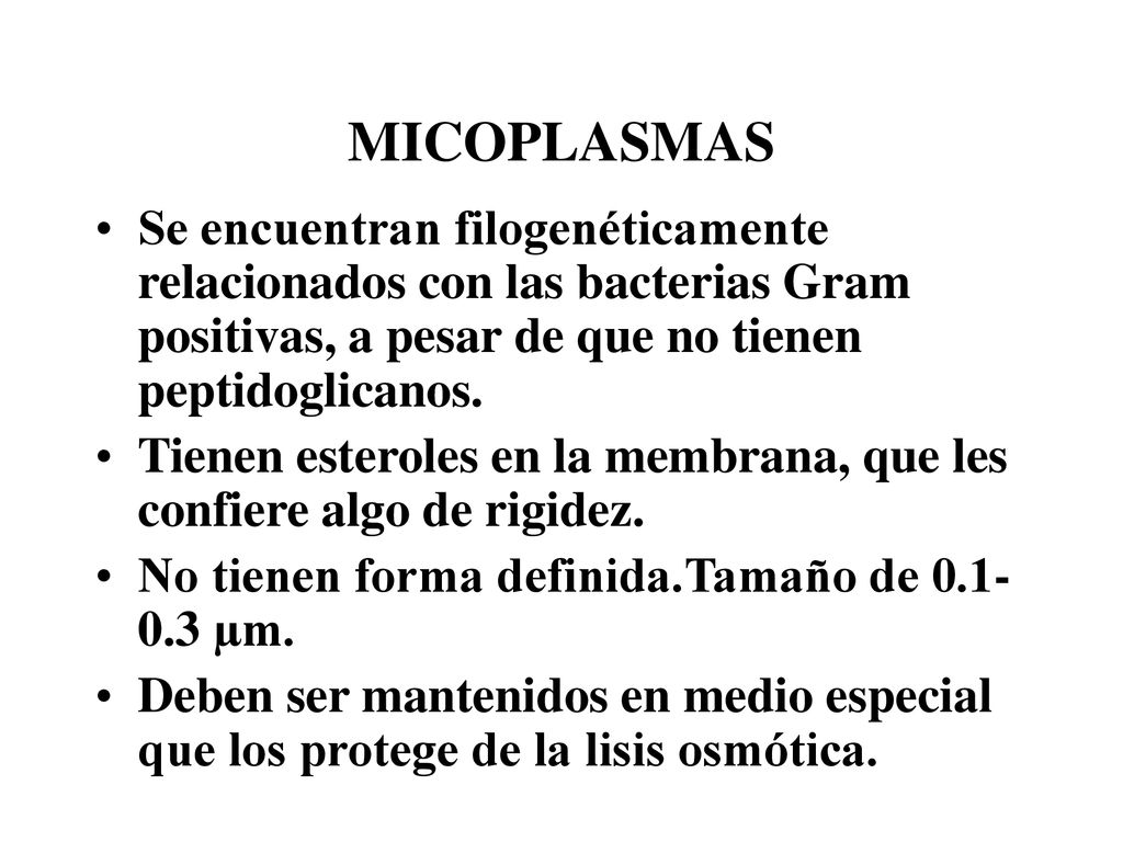 MICOPLASMAS Se encuentran filogenéticamente relacionados con las bacterias Gram positivas, a pesar de que no tienen peptidoglicanos.