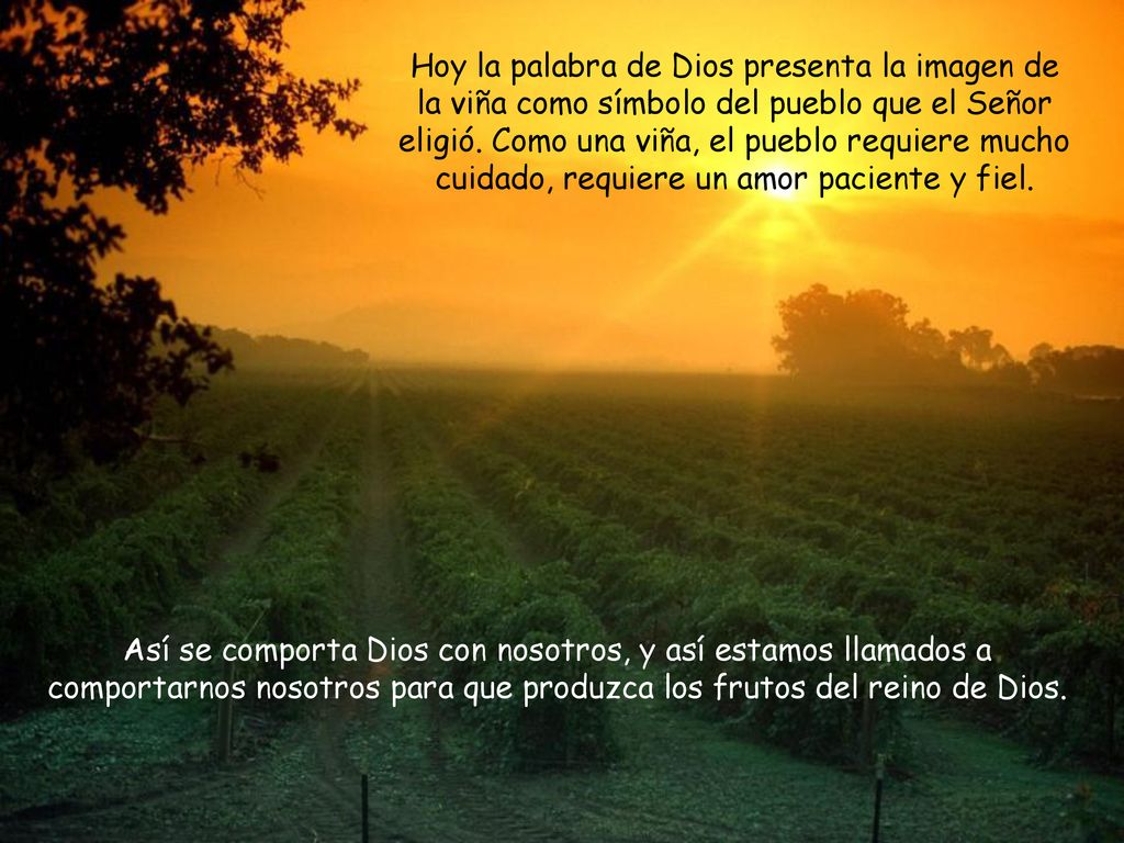 Hoy la palabra de Dios presenta la imagen de la viña como símbolo del pueblo que el Señor eligió. Como una viña, el pueblo requiere mucho cuidado, requiere un amor paciente y fiel.