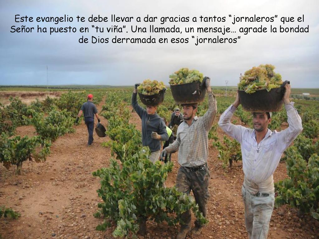 Este evangelio te debe llevar a dar gracias a tantos jornaleros que el Señor ha puesto en tu viña .