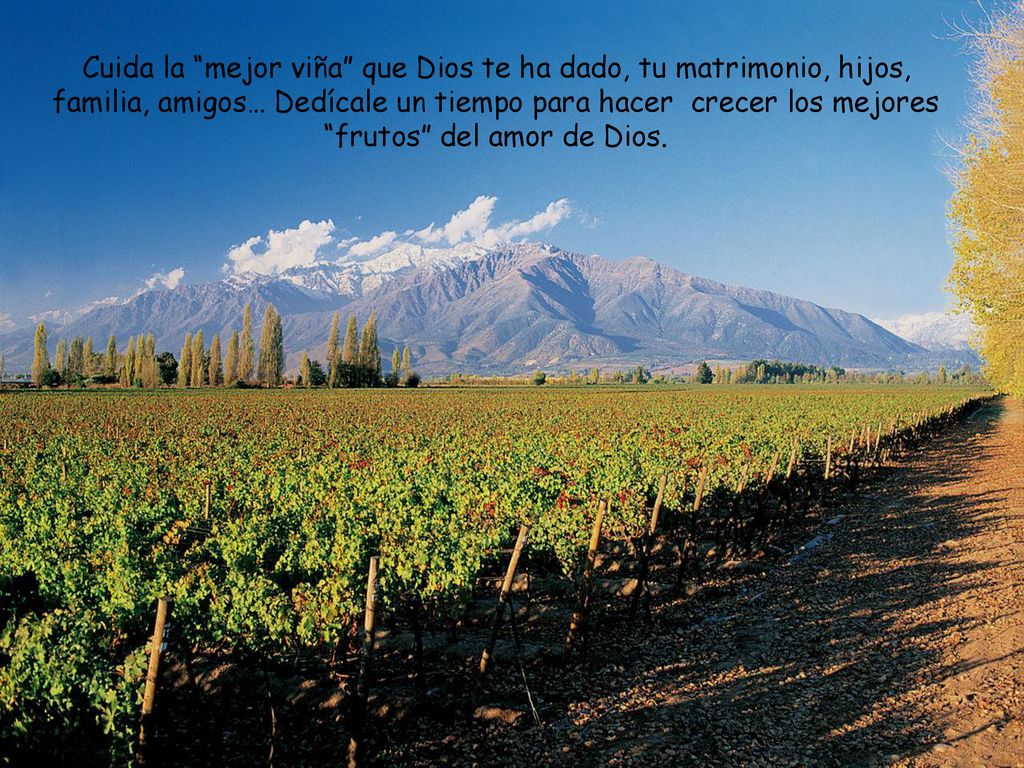 Cuida la mejor viña que Dios te ha dado, tu matrimonio, hijos, familia, amigos… Dedícale un tiempo para hacer crecer los mejores frutos del amor de Dios.