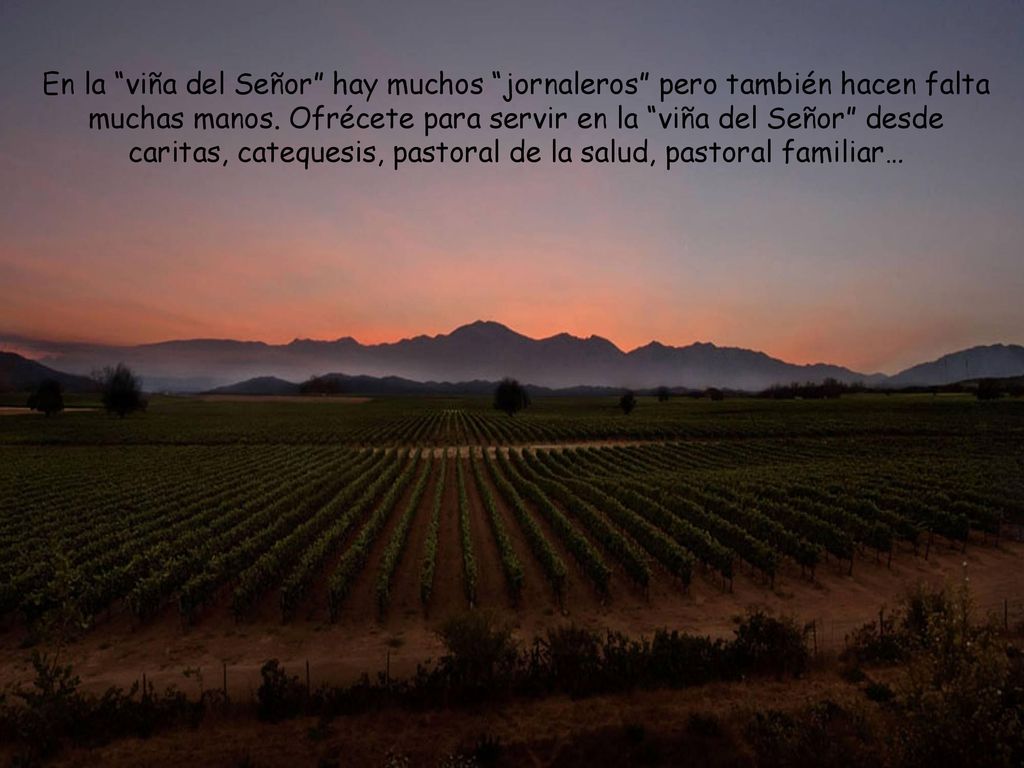 En la viña del Señor hay muchos jornaleros pero también hacen falta muchas manos.