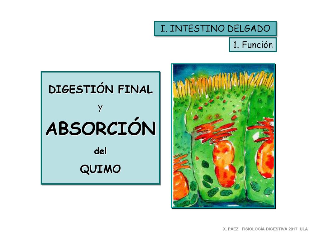 ABSORCIÓN DIGESTIÓN FINAL QUIMO I. INTESTINO DELGADO 1. Función y del