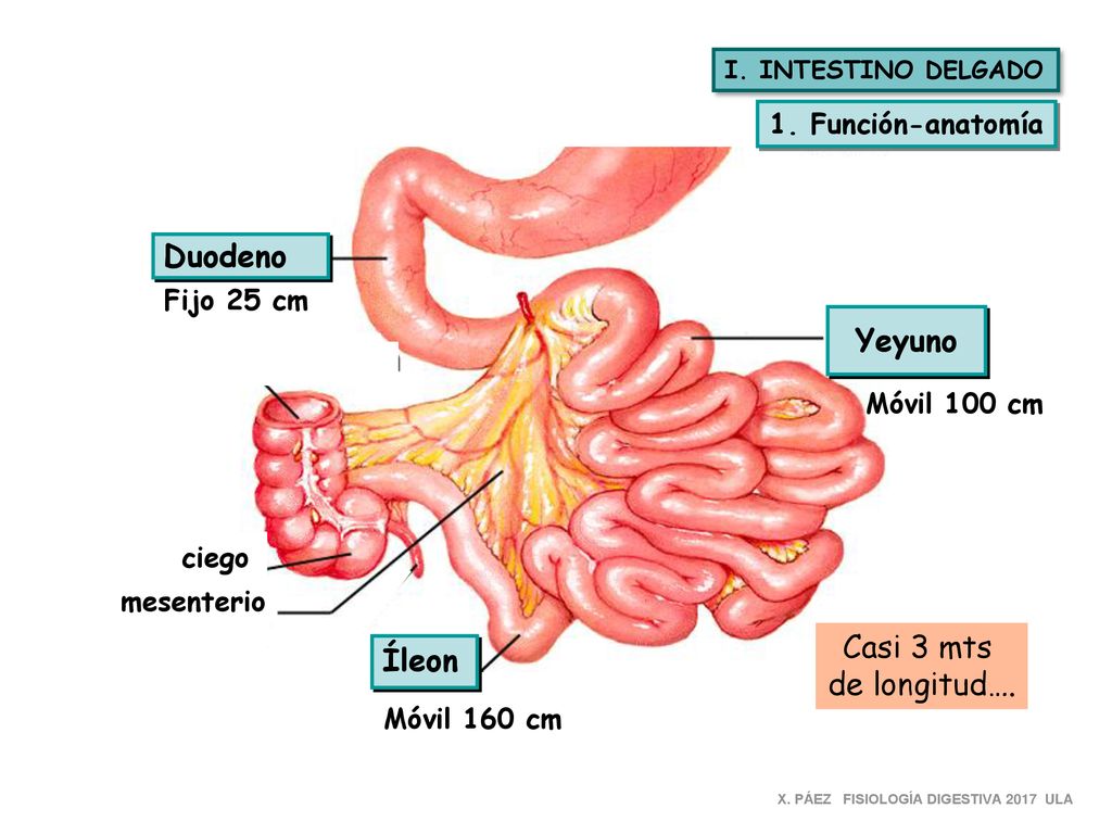 Duodeno Yeyuno Casi 3 mts Íleon de longitud…. 1. Función-anatomía
