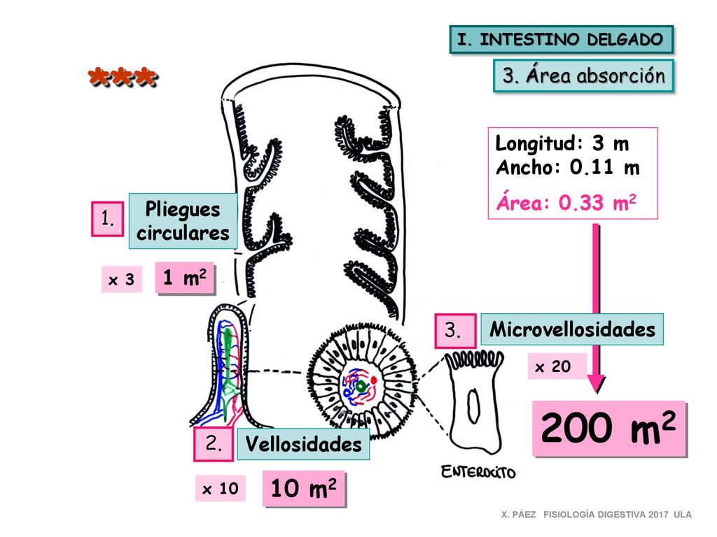 *** 200 m2 10 m2 3. Área absorción Longitud: 3 m Ancho: 0.11 m