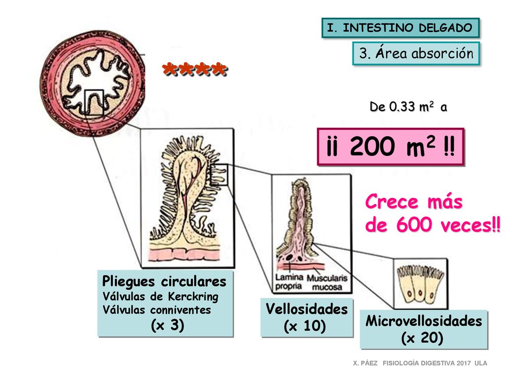 **** ¡¡ 200 m2 !! Crece más de 600 veces!! 3. Área absorción