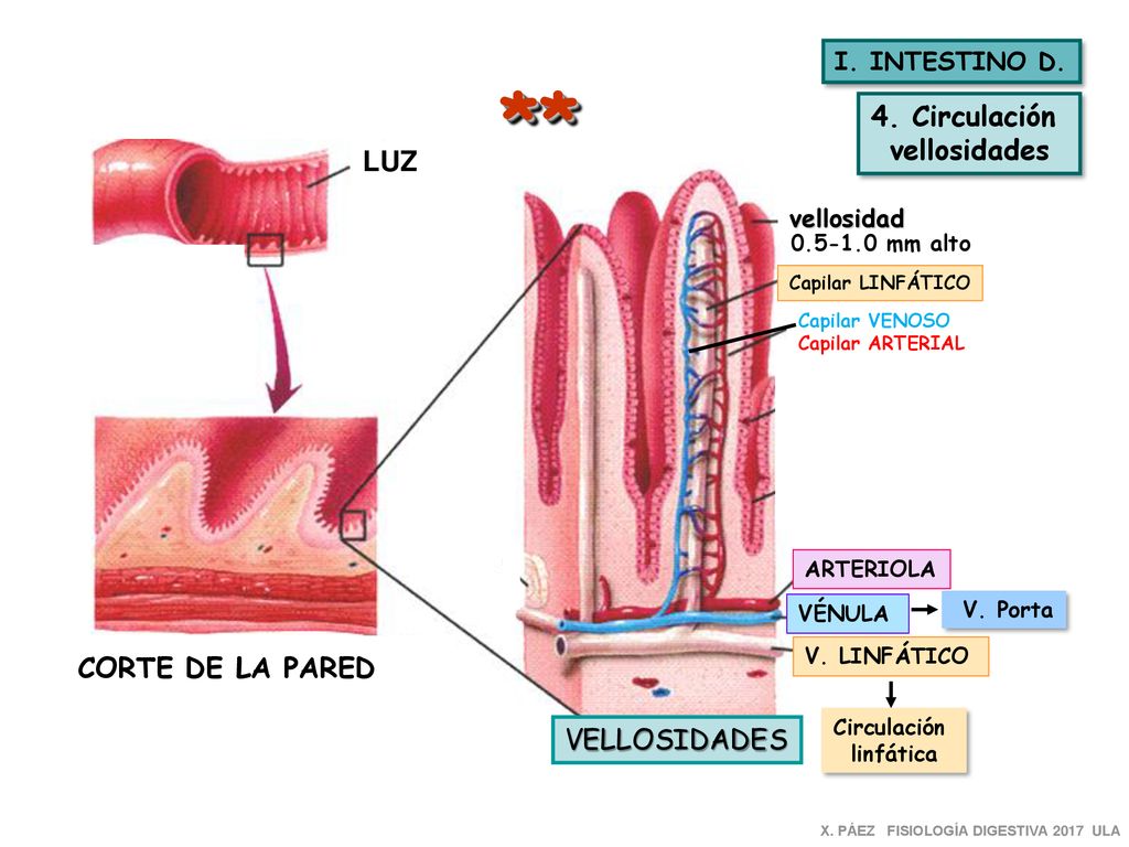** 4. Circulación vellosidades LUZ CORTE DE LA PARED VELLOSIDADES