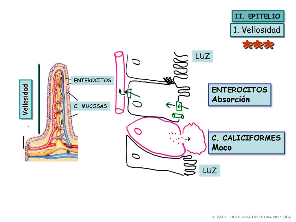 *** 1. Vellosidad Absorción Moco LUZ ENTEROCITOS C. CALICIFORMES LUZ