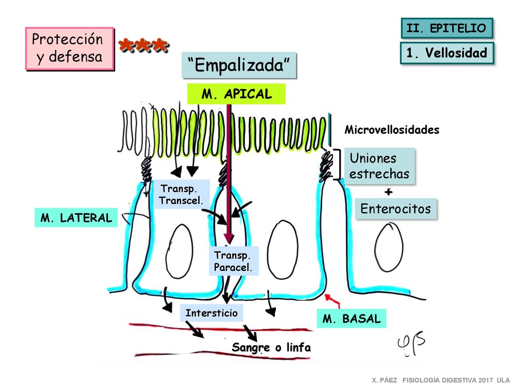 *** Empalizada + Protección y defensa 1. Vellosidad M. APICAL
